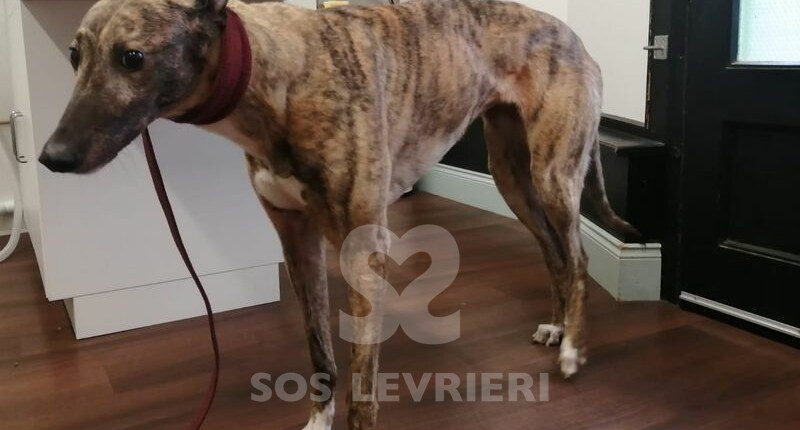 Lola 5 Greyhound