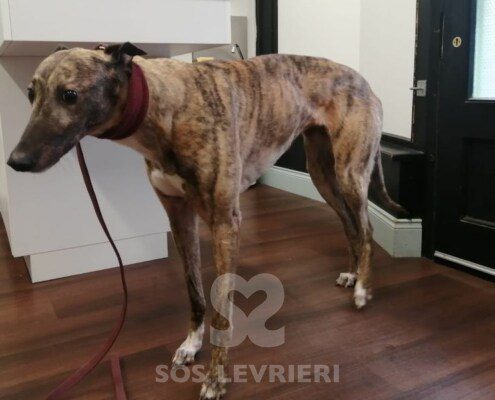 Lola 5 Greyhound