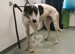 Missy 5 Greyhound