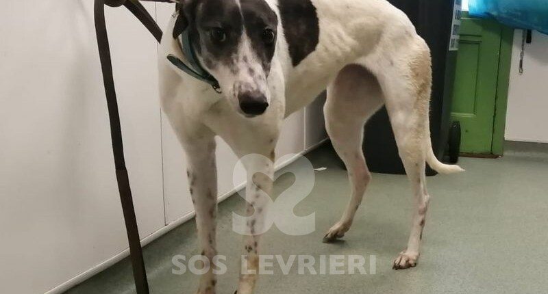 Missy 5 Greyhound