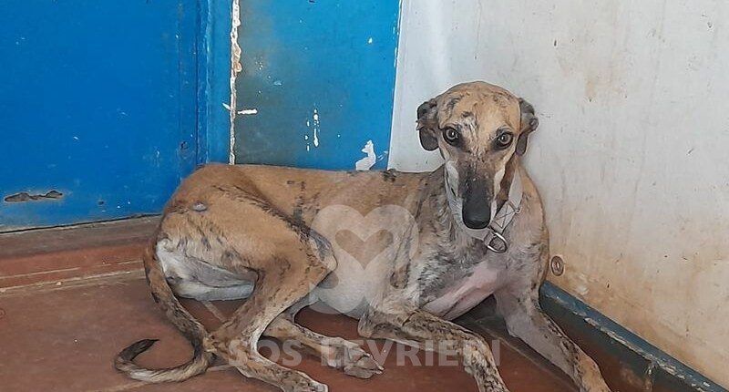 Senorita Galgo