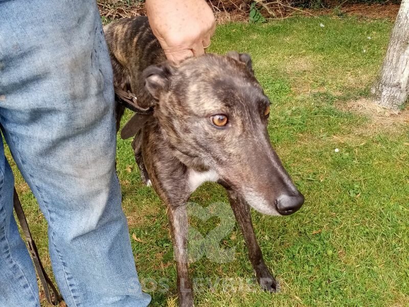 Spice Greyhound