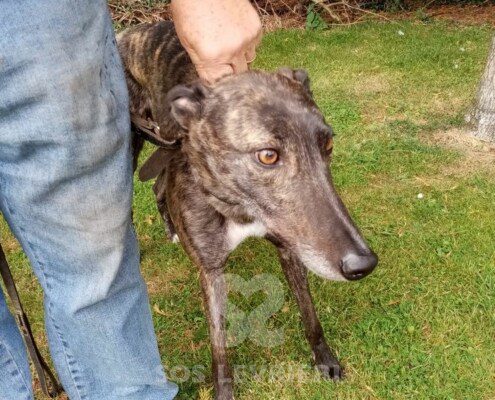 Spice Greyhound