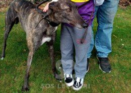 Spice Greyhound