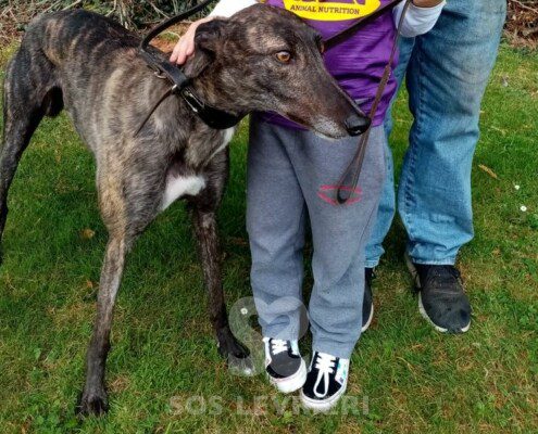 Spice Greyhound