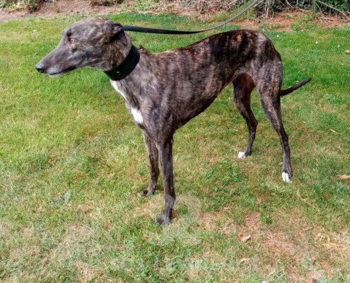Spice Greyhound