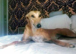 Blondie 3 Greyhound