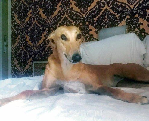 Blondie 3 Greyhound