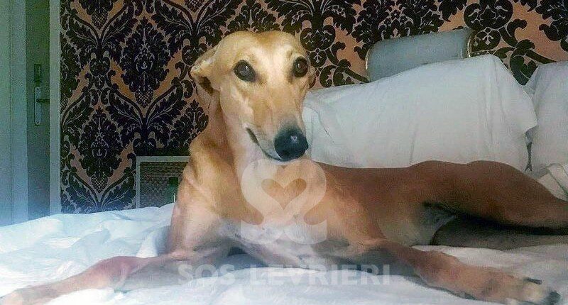 Blondie 3 Greyhound