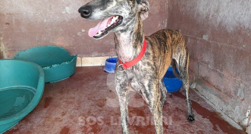 Bruno Galgo