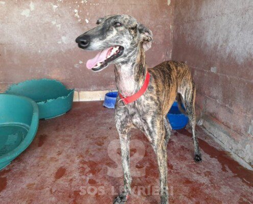 Bruno Galgo