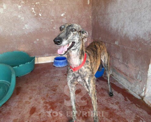Bruno Galgo