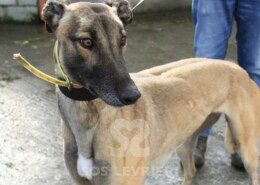 Catch Wonder Greyhound