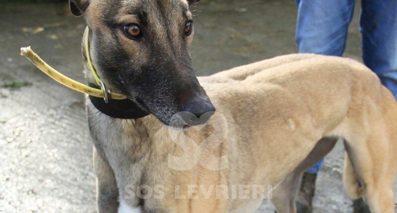 Catch Wonder Greyhound