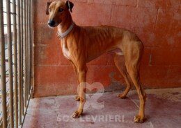 Criso Galgo