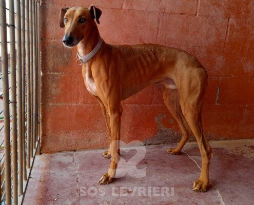 Criso Galgo