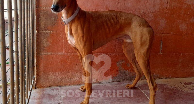 Criso Galgo
