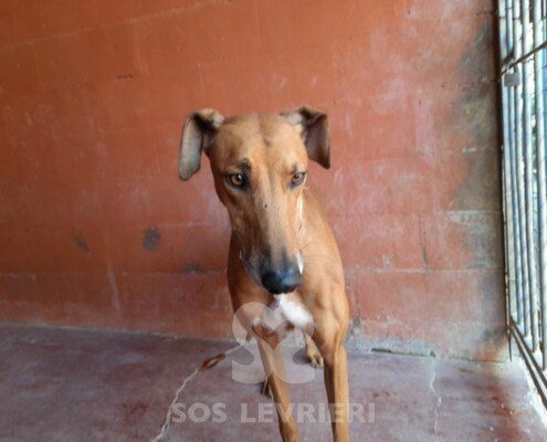 Criso Galgo
