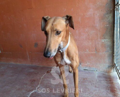 Criso Galgo