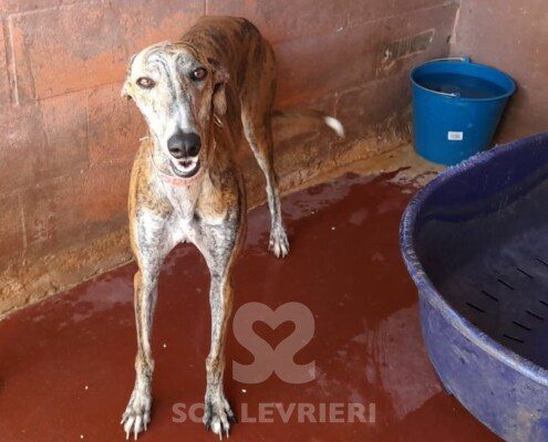 Gloria 2 Galgo