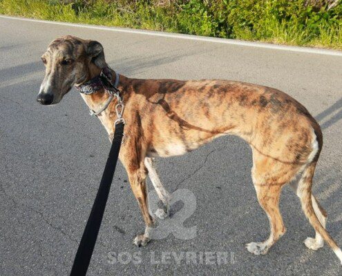Gloria 2 Galgo
