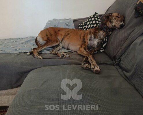 Gloria 2 Galgo