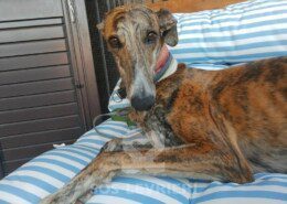 Gloria 2 Galgo