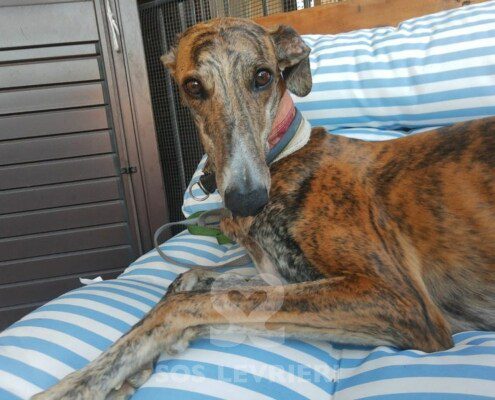 Gloria 2 Galgo