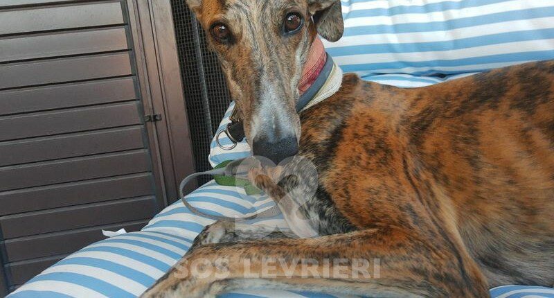 Gloria 2 Galgo