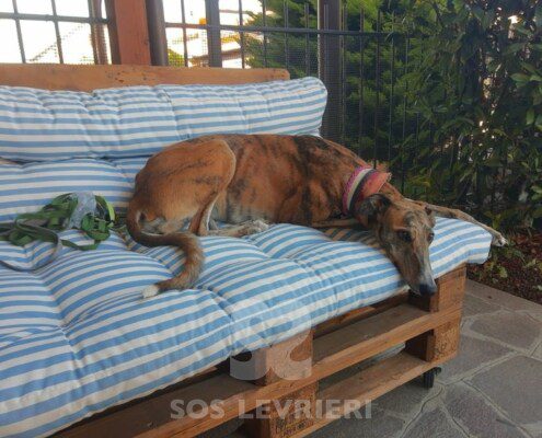 Gloria 2 Galgo