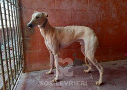 Helios Galgo