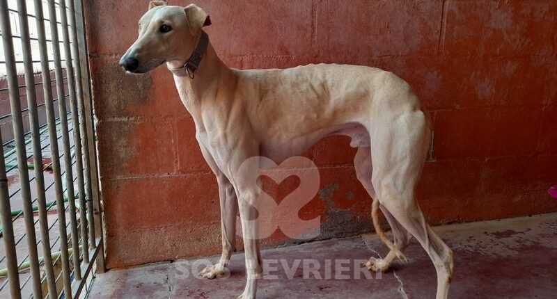 Helios Galgo