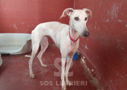 Laura 3 Galgo