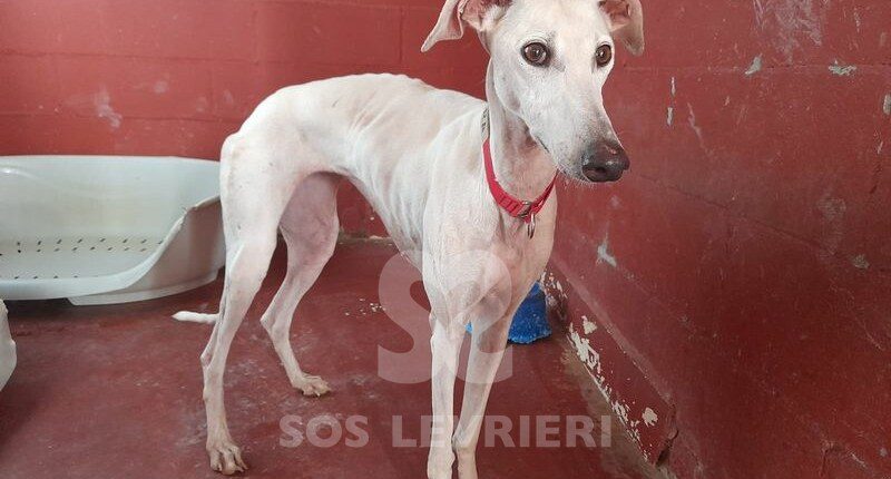 Laura 3 Galgo
