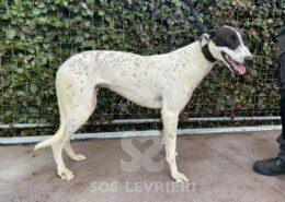 Link Greyhound