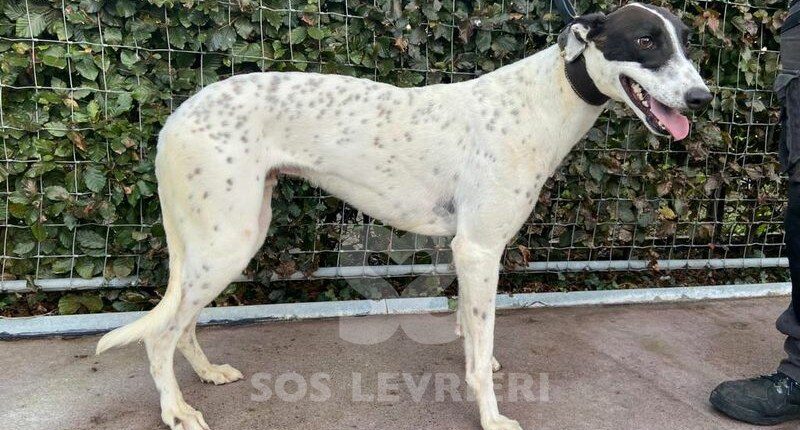 Link Greyhound