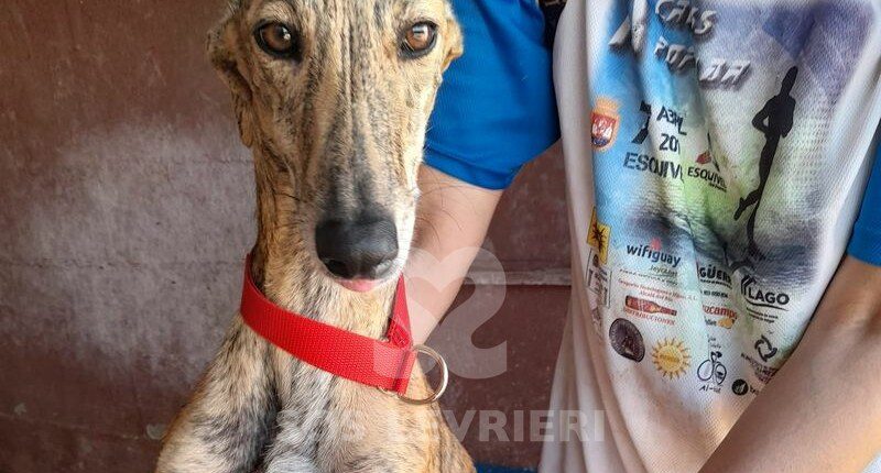 Manilva Galgo