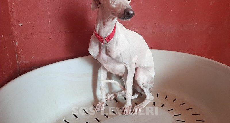 Marta Galgo