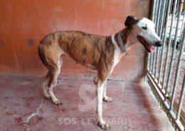 Sarabe Galgo