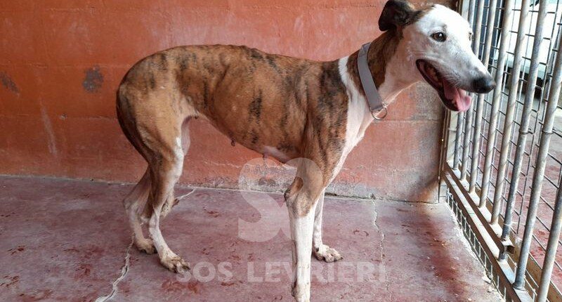 Sarabe Galgo