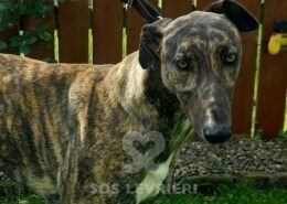 Scoby Greyhound
