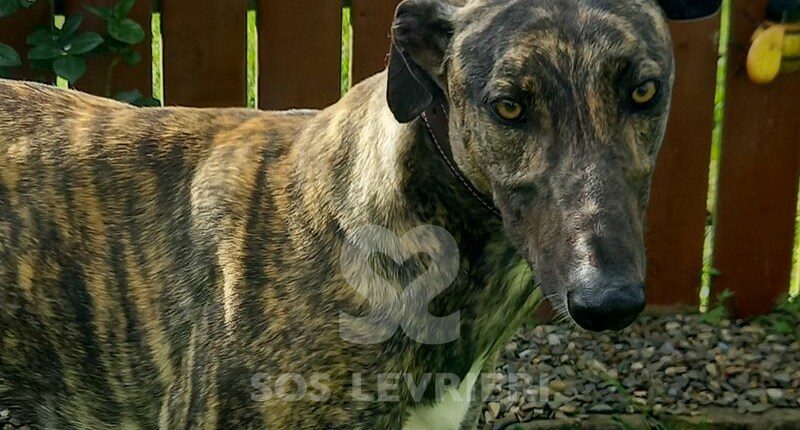 Scoby Greyhound