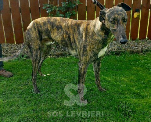 Scoby Greyhound