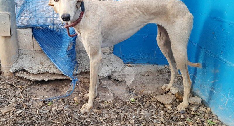 Sol Galgo