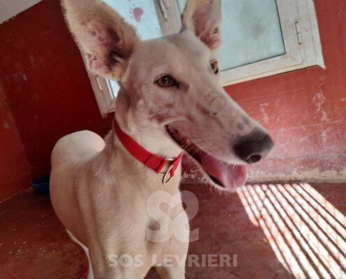 Sonrisa Galgo