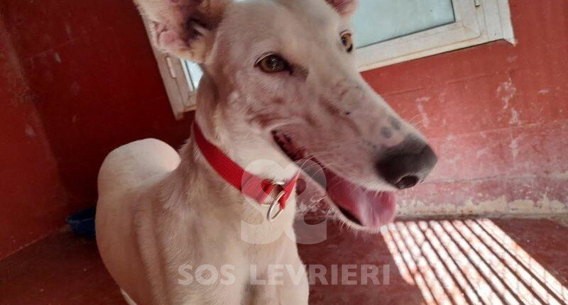 Sonrisa Galgo