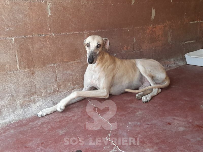 Titon Galgo