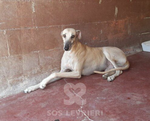Titon Galgo