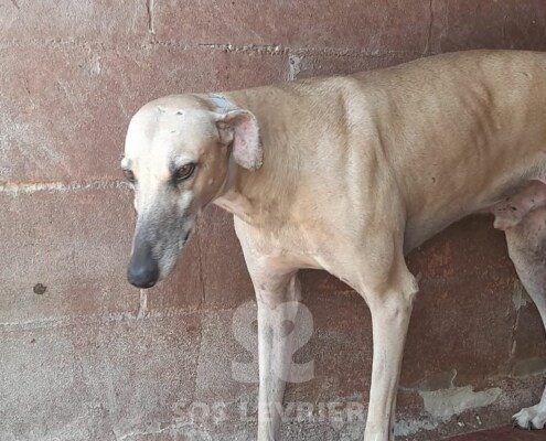 Titon Galgo