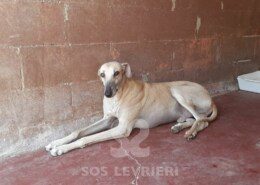 Titon Galgo